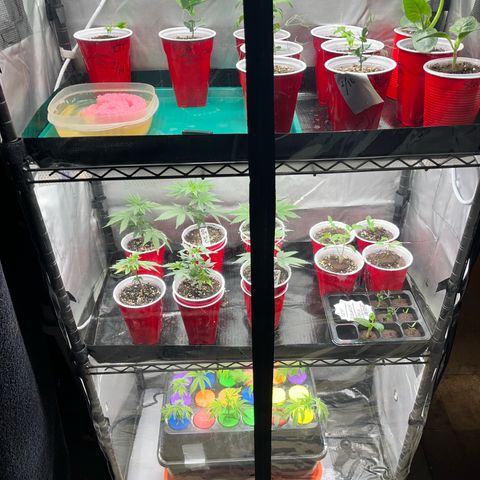 Gorilla Melon growlog timeline photo