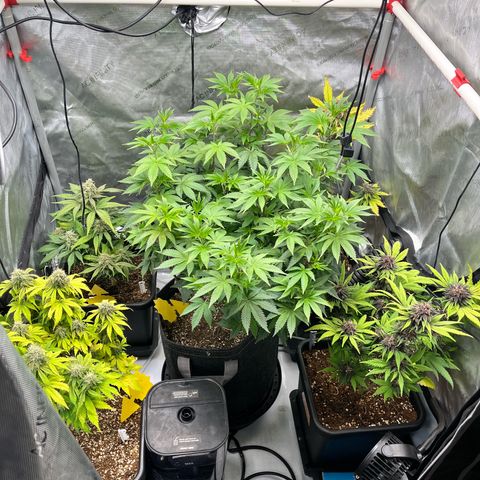 Gorilla Melon growlog timeline photo