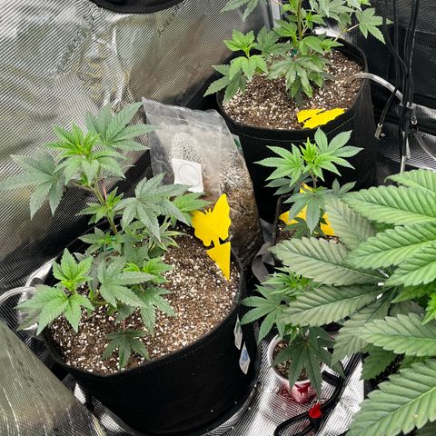 Gorilla Melon growlog timeline photo