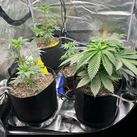 Gorilla Melon growlog timeline photo