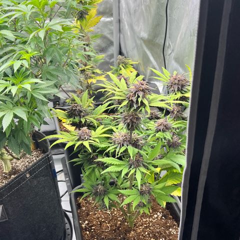Gorilla Melon growlog timeline photo