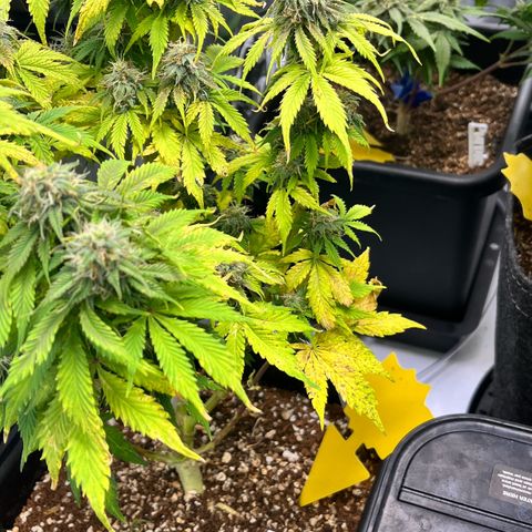 Gorilla Melon growlog timeline photo