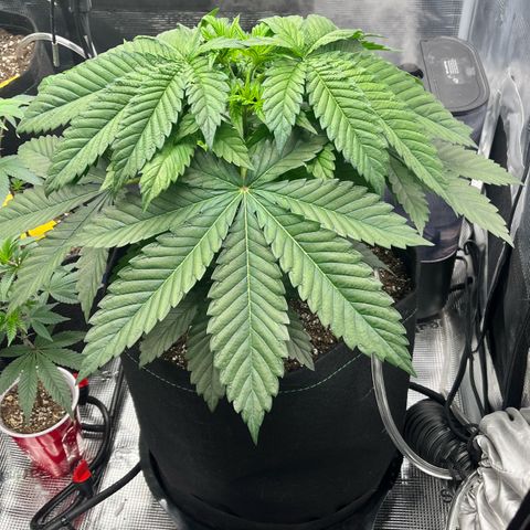Gorilla Melon growlog timeline photo