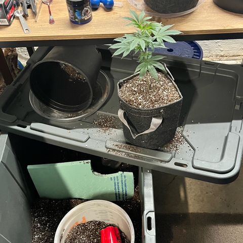 Gorilla Melon growlog timeline photo