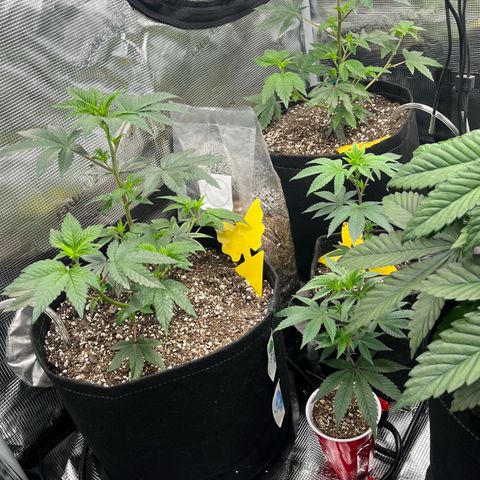 Gorilla Melon growlog timeline photo