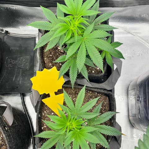 Gorilla Melon growlog timeline photo