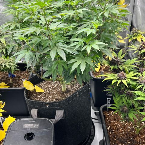 Gorilla Melon growlog timeline photo