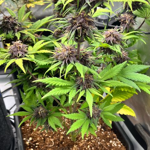 Gorilla Melon growlog timeline photo