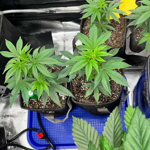 Gorilla Melon growlog timeline photo