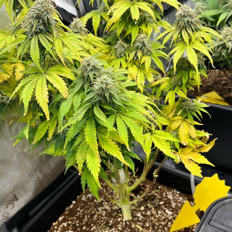 Gorilla Melon growlog timeline photo