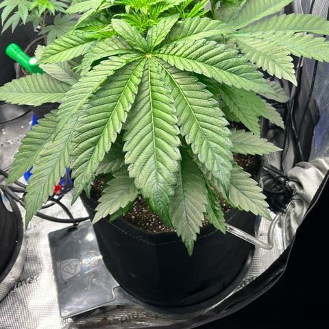 Gorilla Melon growlog timeline photo