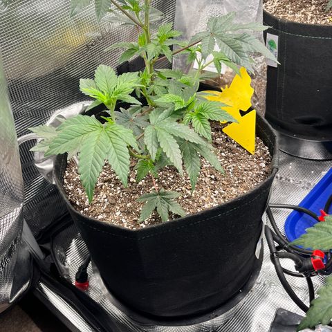 Gorilla Melon growlog timeline photo