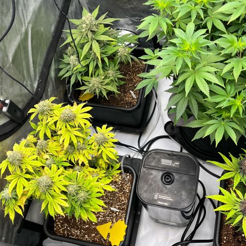 Gorilla Melon growlog timeline photo