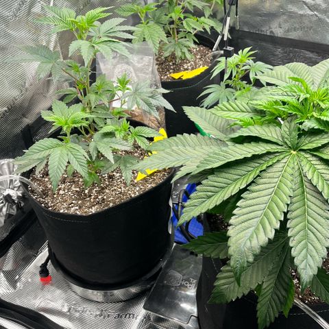 Gorilla Melon growlog timeline photo