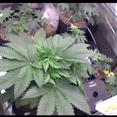 Gorilla Melon growlog timeline photo