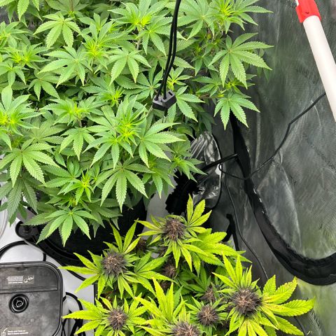 Gorilla Melon growlog timeline photo