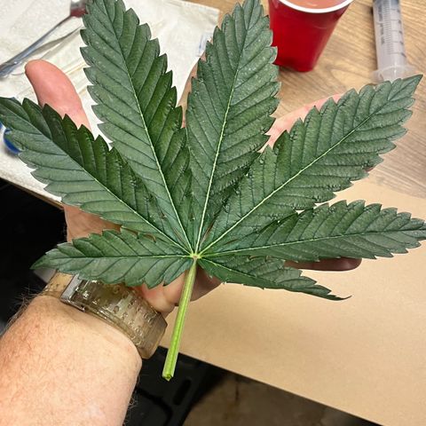 Gorilla Melon growlog timeline photo