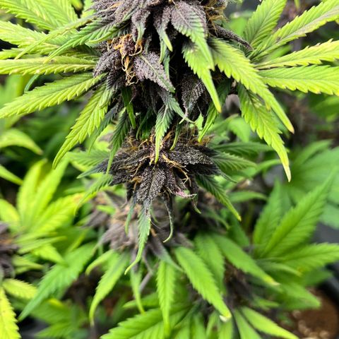 Gorilla Melon growlog timeline photo