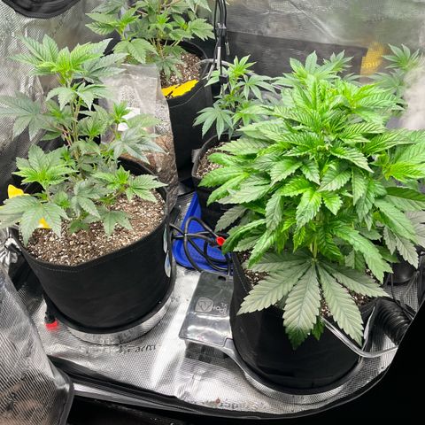 Gorilla Melon growlog timeline photo