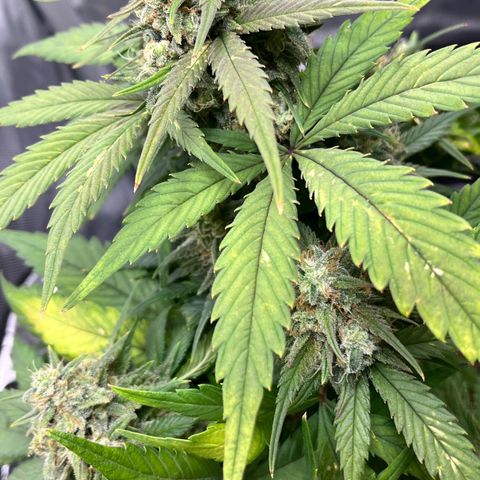 Gorilla Melon growlog timeline photo