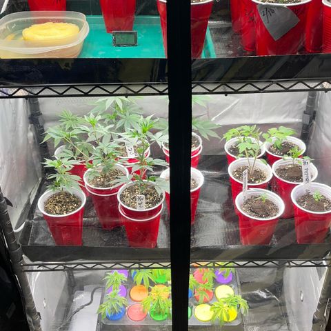 Gorilla Melon growlog timeline photo