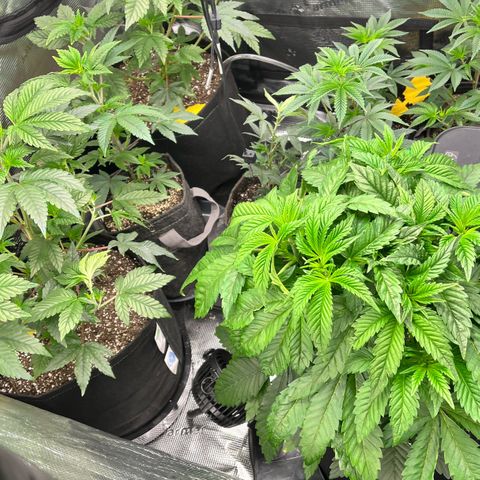 Gorilla Melon growlog timeline photo