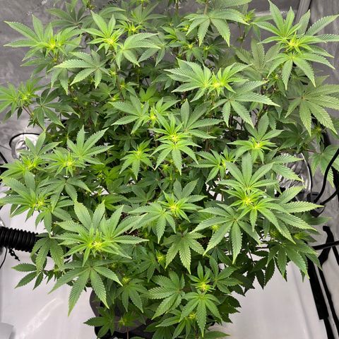 Gorilla Melon growlog timeline photo