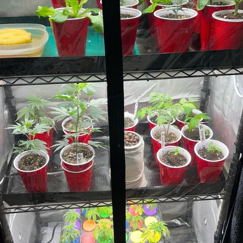 Gorilla Melon growlog timeline photo
