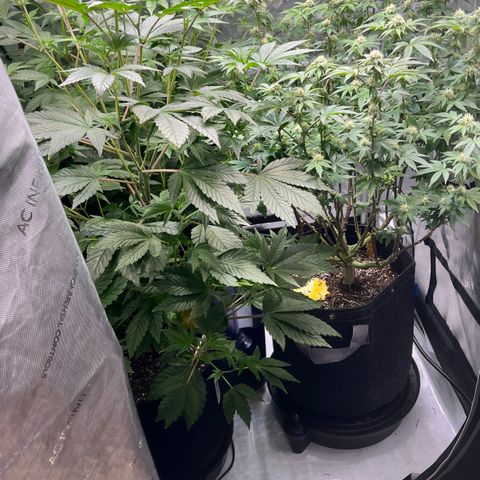 Gorilla Melon growlog photo: GM day 61