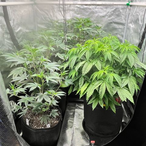 Gorilla Melon growlog photo: GM day 61