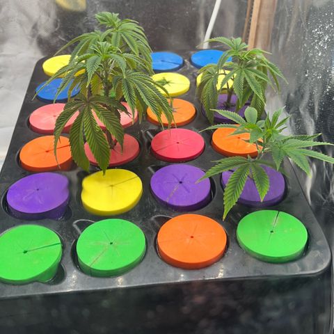 Wedding Cake2 growlog timeline photo