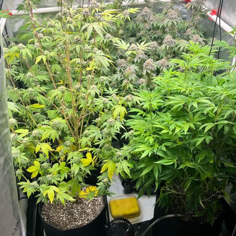 Wedding Cake2 growlog photo: Everything in flower except the clones