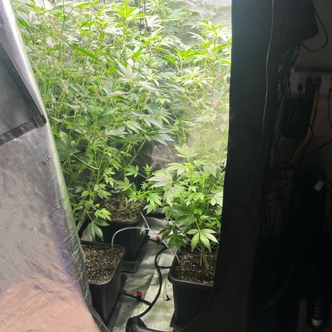 Wedding Cake2 growlog photo: Everything in flower except the clones