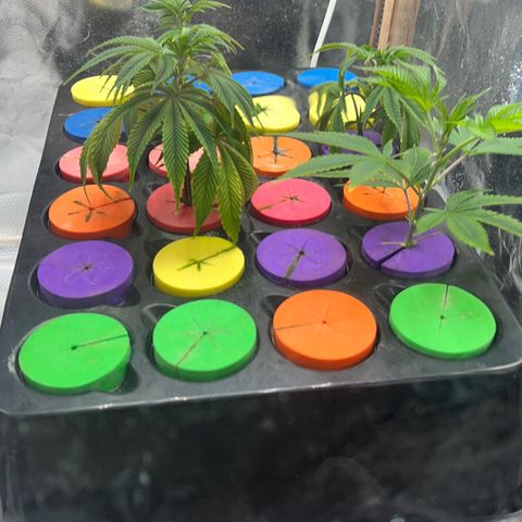 Wedding Cake2 growlog photo: Everything in flower except the clones