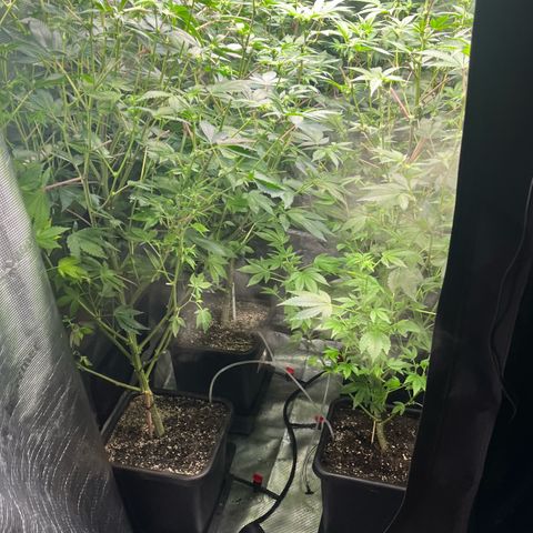 Wedding Cake2 growlog timeline photo