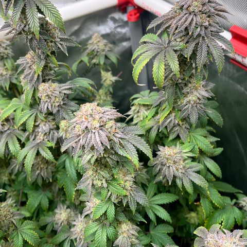 Wedding Cake2 growlog timeline photo