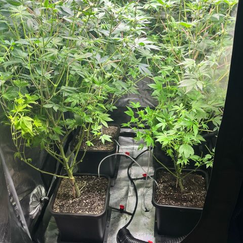 Wedding Cake2 growlog timeline photo