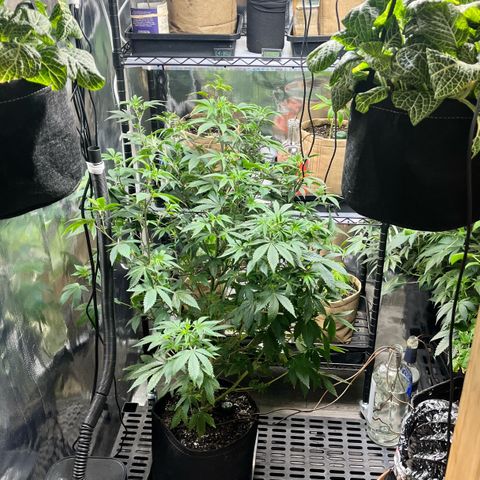 Wedding Cake2 growlog timeline photo