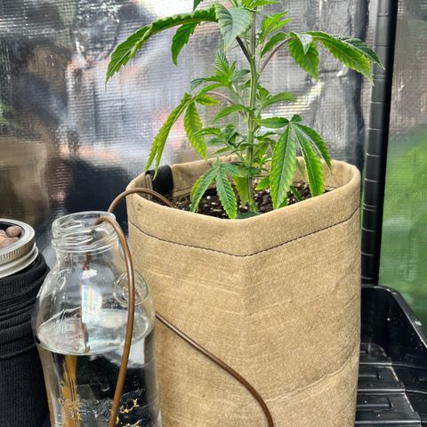 Wedding Cake2 growlog timeline photo