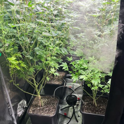 Wedding Cake2 growlog timeline photo