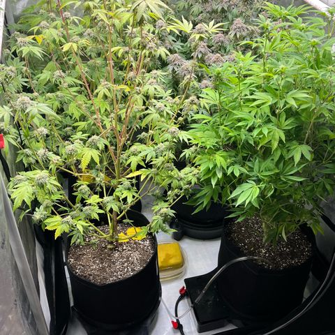 Wedding Cake2 growlog timeline photo