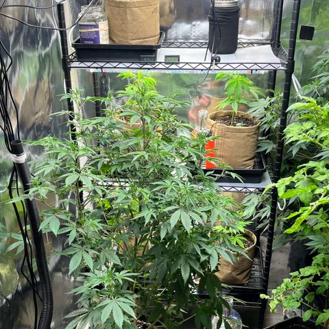 Wedding Cake2 growlog timeline photo