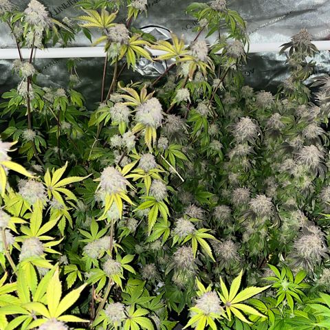 Wedding Cake2 growlog timeline photo