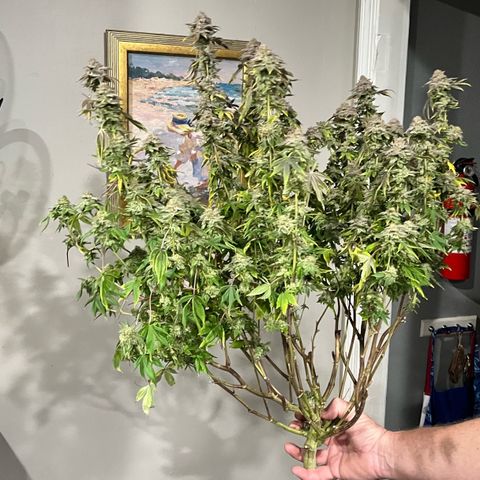 Wedding Cake2 growlog timeline photo