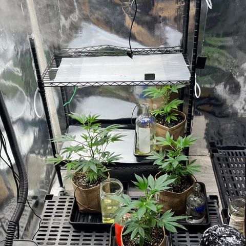 Gorilla Melon growlog photo: Gorilla melon clones