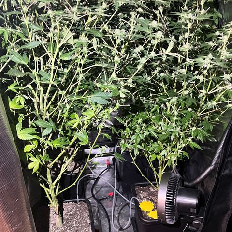 Wedding Cake2 growlog photo: All in flower