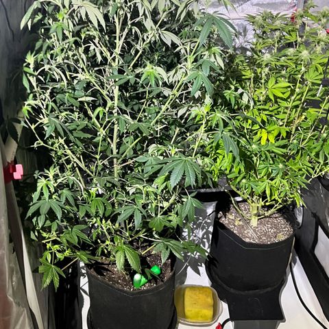 Wedding Cake2 growlog photo: All in flower