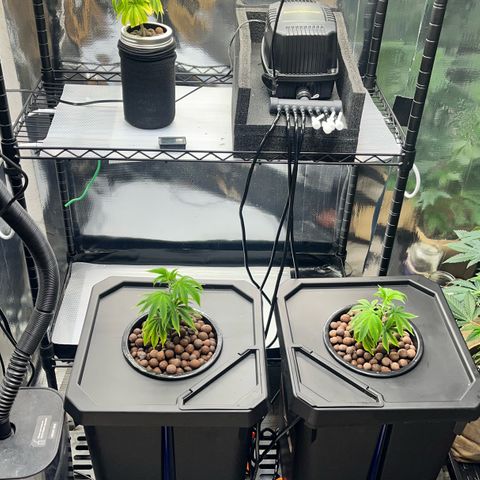 Gorilla Melon growlog timeline photo