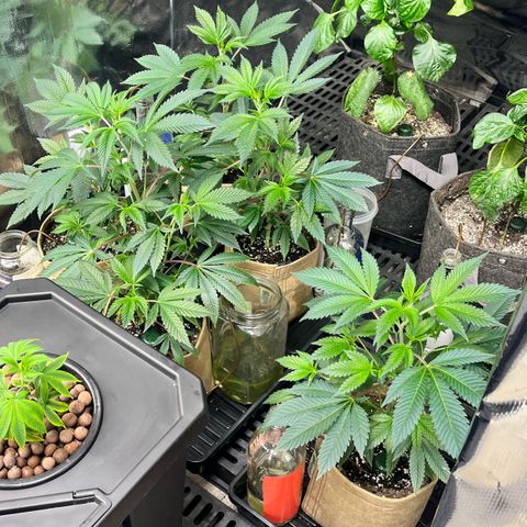 Gorilla Melon growlog timeline photo