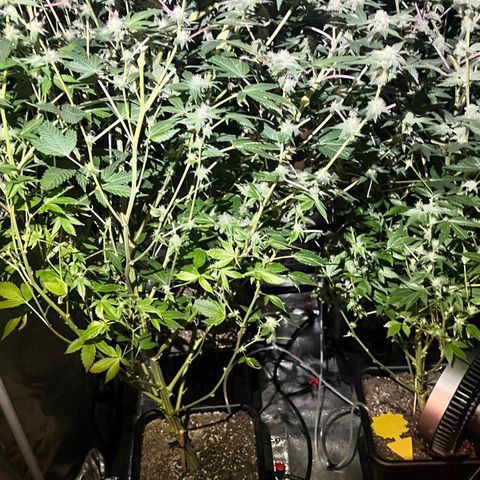 Gorilla Melon growlog timeline photo